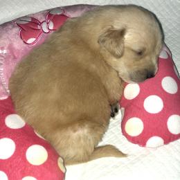 Golden Retriever Puppies from OPK Goldens