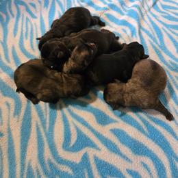 Girl 5 - Black female Pug puppy in Gaffney, South Carolina from Sunset Farms