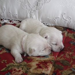 West Highland White Terrier Puppies from Cascading Westies