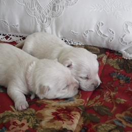 West Highland White Terrier Puppies from Cascading Westies