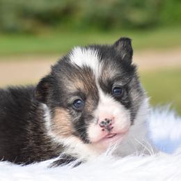 Quinn - Black and tan female Pembroke Welsh Corgi puppy in Gober, Texas from Trigger Time Kennels