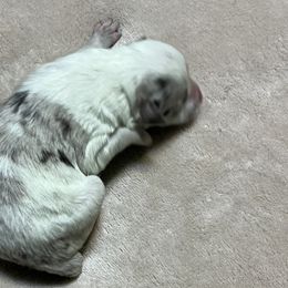 Blathe - Border Collie puppy from Rocking H Border Collies
