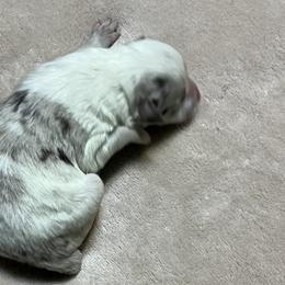 Blathe - Border Collie puppy from Rocking H Border Collies