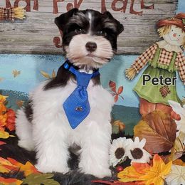Peter - Miniature Schnauzer puppy from High Uinta Schnauzers
