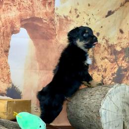 Aoki - Black tri-color male Australian Shepherd puppy in West Union, Iowa from Boundless Hearts Australian Shepherds LLC