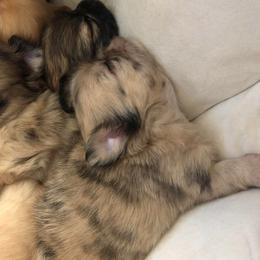 Louise Fletcher(now Camo) - Merle female Chihuahua puppy in Amelia, Virginia from Pannell’s Precious Pups