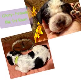 Glory - Black white and tan female English Springer Spaniel puppy in Madison, Indiana from McCollough's Pawsome Spaniels and Danny's Delightful Dachshunds