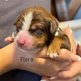 Flora - Sable female Bernedoodle puppy in Cortez, Colorado from Sassy Pants Pups