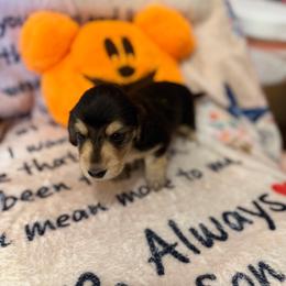 Whitley Kieth - Black and cream male Dachshund puppy in Tacoma, Washington from Tiny Dancer Dachshunds