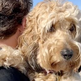 Ginger - Goldendoodle