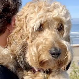 Ginger - Goldendoodle