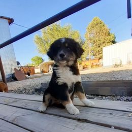 Australian Shepherd and Miniature Australian Shepherd Puppies from Renegade Point Stock Dogs