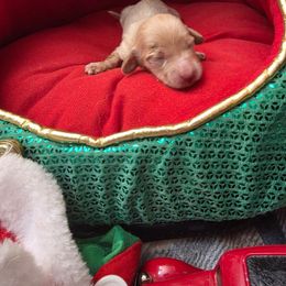 Moonflower - Cream female Dachshund puppy in Bristol, Tennessee from It's Mini Wieners Baby