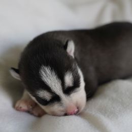 Raven - Black and white male Siberian Husky puppy in Wiscasset, Maine from Running with Huskies