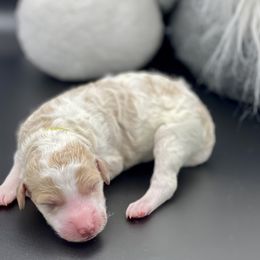 Bernedoodle and Goldendoodle Puppies from Central Florida Bernedoodles