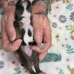 Female 2 - Red female Staffordshire Bull Terrier puppy in Lakeland, Florida from English Creek Staffords