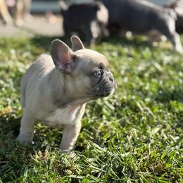 Lilac Fawn Boy - Blue fawn male French Bulldog puppy in Grafton, Ohio from K&J Frenchies