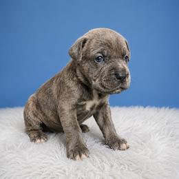 Scotty - Gray brindle male Cane Corso puppy in Haslet, Texas from Trained To Go Corso Kennels (T.T.G. Corso Kennels)