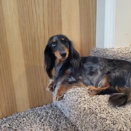 Poppy - Dachshund