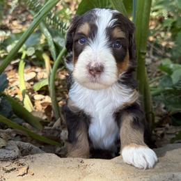 Ferraro - Tri-color male Bernedoodle puppy in Temecula, California from Country Hills Doodles