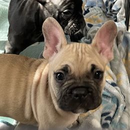 French Bulldog and Rottweiler Puppies from Von Darr Kennels