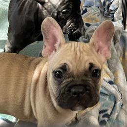 French Bulldog and Rottweiler Puppies from Von Darr Kennels