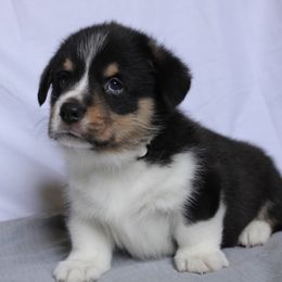 Kirby - Black and tan Pembroke Welsh Corgi puppy in Notasulga, Alabama from DandyLyons Corgis