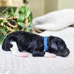 Stanley - Parti male Poodle puppy in Gaylord, Michigan from Dog Mom Co. Poodles