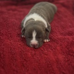 Boy 2 - American Staffordshire Terrier puppy in Byron, Georgia from Lelani