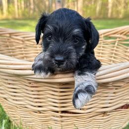 Duke - Black and silver male Miniature Schnauzer puppy in Akeley, Minnesota from Great Northern Schnauzers