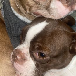 Boston Terriers from Porter Boston Pups