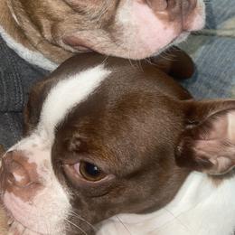 Boston Terriers from Porter Boston Pups