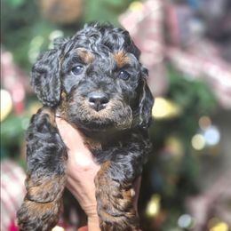 Snuggles - Black and tan female Cockapoo puppy in West Point, Mississippi from Golden Paws
