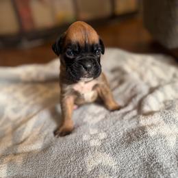 Boy 2 - Fawn male Boxer puppy in Prestonsburg, Kentucky from Bre’s Boxers
