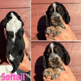 Softail - Black white and tan female English Springer Spaniel puppy in Fond Du Lac, Wisconsin from Clucking Homestead Springers & Dachshunds