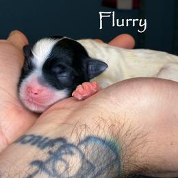 Flurry - White male Lowchen puppy in Fort Collins, Colorado from Dragonne Lowchen