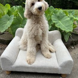 Bernedoodle, Goldendoodle, and Poodle Puppies from Poodle and Doodle Haven