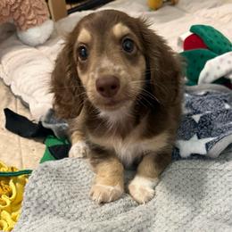 Murphy - Piebald male Dachshund puppy in Fort Gibson, Oklahoma from Cooper’s Dachshunds
