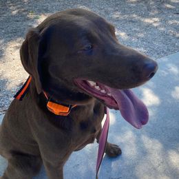 Labrador Retrievers from Rogers Labs