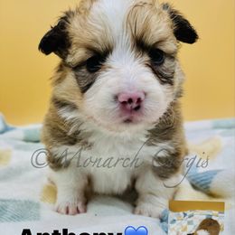 Anthony - Red male Pembroke Welsh Corgi puppy in Denver, Colorado from Monarch Corgis