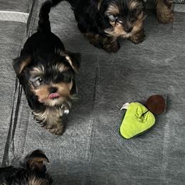 Yorkshire Terriers from Belle Adele Yorkies