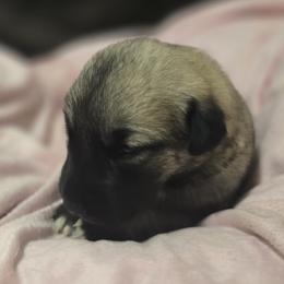Anatolian Shepherd Dog Puppies from Florida Anatolian Shepherds