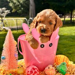 Red girl - Red  female Goldendoodle puppy in Kitsap County, Washington from Amazing Grace Doodles