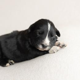 Chai - Black tri-color female Australian Shepherd puppy in Kathleen, Georgia from CM Farm