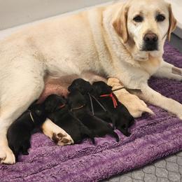 Black female - Black female Labrador Retriever puppy in Yelm, Washington from Prince Labradors