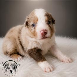 Ghirardelli - Red merle male Australian Shepherd puppy in Fultonville, New York from Sandy Aussies & Pomeranians