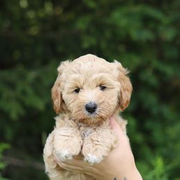 Pink - Cream female Australian Labradoodle puppy in Williamstown, New York from Lewis Manor Labradoodles