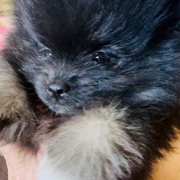 Dash - Black male Pomeranian puppy in Las Vegas, Nevada from SuperNova  & Mystic Magic Pomeranians