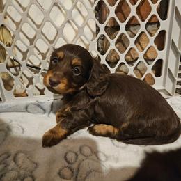 Boy 2 - Chocolate and tan male Dachshund puppy in New Castle, Colorado from Shaffers low riding weiners