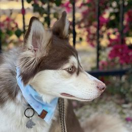 Pomskies and Siberian Huskies from Desert siberians